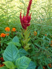 Celosia argentea