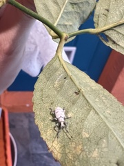 Myllocerus undecimpustulatus