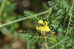 Diabrotica balteata