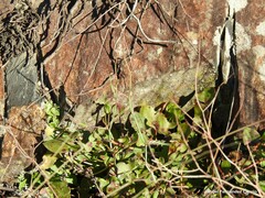 Rumex induratus