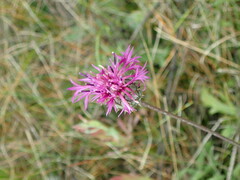 Centaurea scabiosa