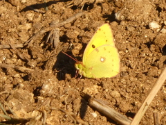 Colias croceus
