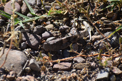 Trimerotropis pallidipennis