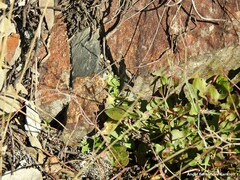Rumex induratus