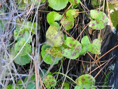 Rumex induratus