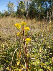 Solidago ohioensis