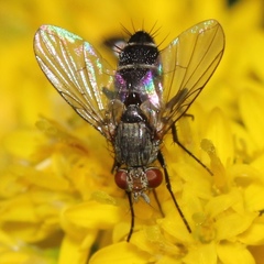 Clausicella setigera
