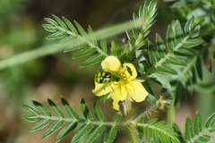 Diabrotica balteata