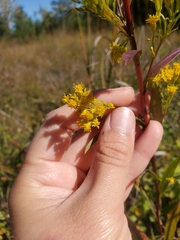 Solidago ohioensis