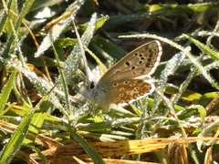 Polyommatus bellargus