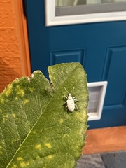 Myllocerus undecimpustulatus