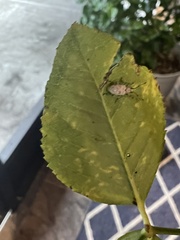 Myllocerus undecimpustulatus