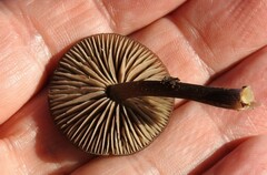 Pseudoclitocybe cyathiformis