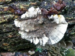 Trametes villosa