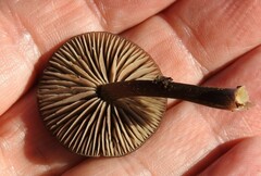 Pseudoclitocybe cyathiformis