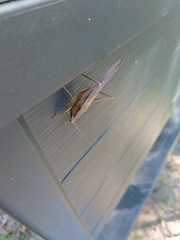 Neoconocephalus triops