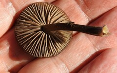 Pseudoclitocybe cyathiformis