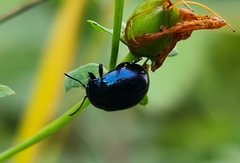 Chrysolina varians