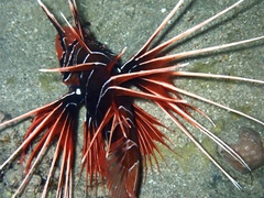 Pterois cincta