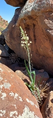 Albuca canadensis
