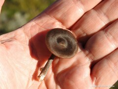 Pseudoclitocybe cyathiformis