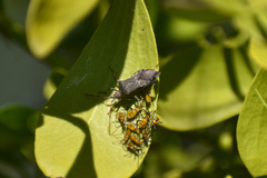 Leptoglossus brevirostris