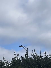 Columba livia