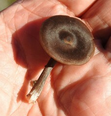 Pseudoclitocybe cyathiformis