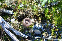 Pseudoclitocybe cyathiformis