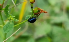 Chrysolina varians