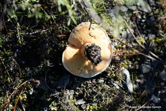 Suillus bellinii