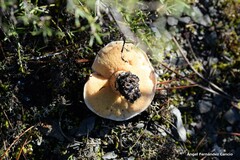 Suillus bellinii