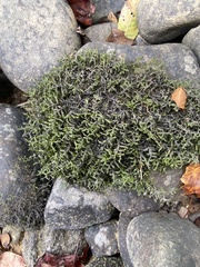 Porella platyphylla