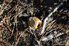 Tricholoma equestre