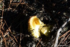 Tricholoma equestre