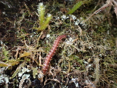 Nearctodesmidae