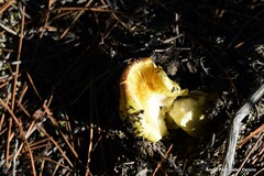Tricholoma equestre