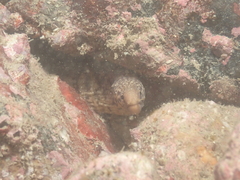 Gymnothorax