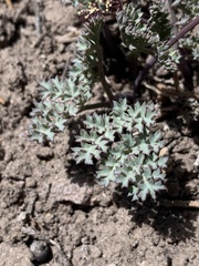 Cymopterus jonesii