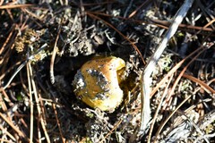 Tricholoma equestre
