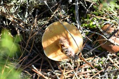 Suillus bellinii
