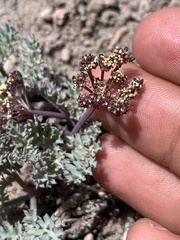 Cymopterus jonesii