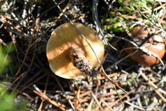 Suillus bellinii