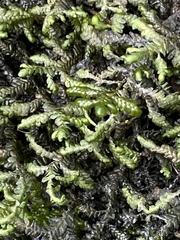 Porella platyphylla