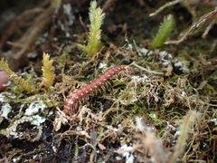 Nearctodesmidae