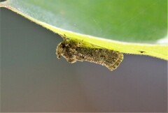 Acrolophus arcanella