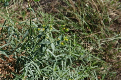 Euphorbia serrata