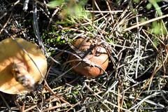 Suillus bellinii