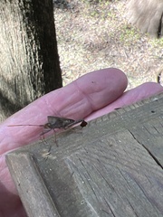 Leptoglossus oppositus