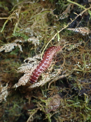 Nearctodesmidae